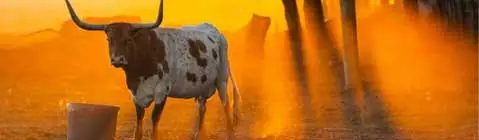 famous long-horned bull in Texas